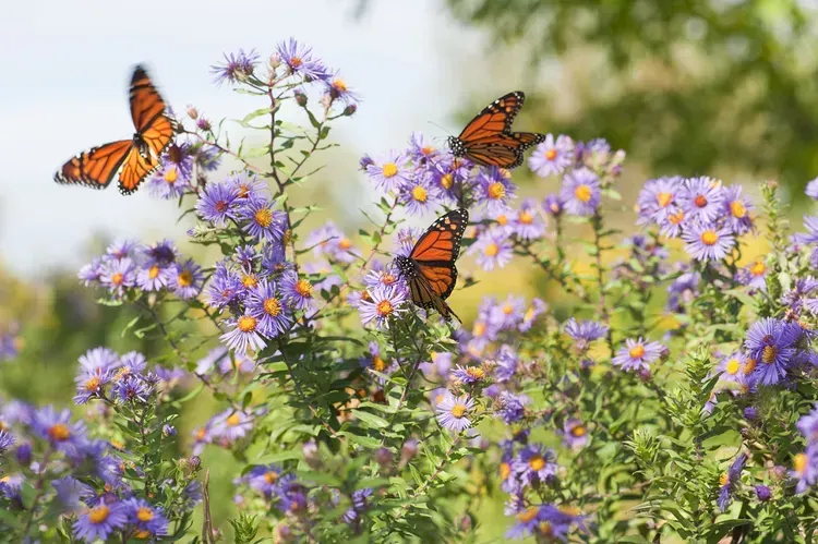 Three monarch butterflies are flying over a field of purple flowers. Three monarch butterflies are flying over a field of purple flowers.