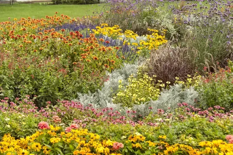 A fall themed garden with orange, yellow, and purple flowers. A fall themed garden with orange, yellow, and purple flowers.