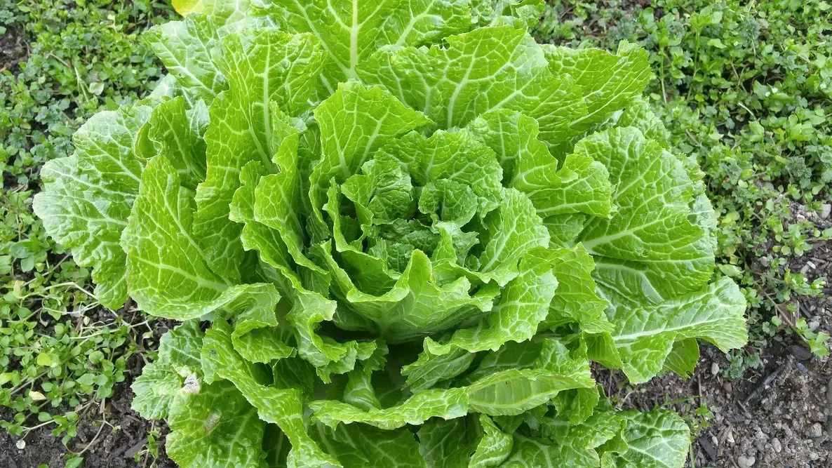 A close up of a napa cabbage being grown in someone's fall garden A close up of a napa cabbage being grown in someone's fall garden