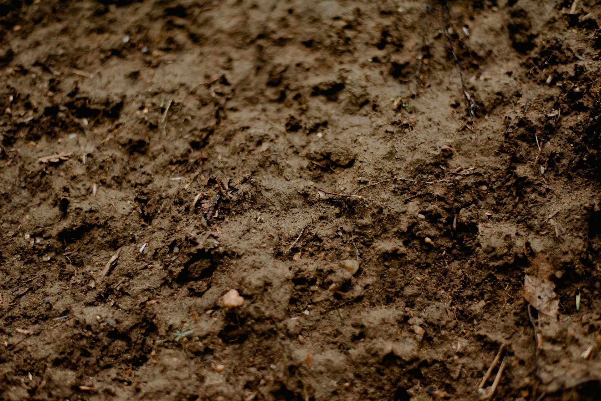 Close-up of brown soil with small rocks, twigs, and plant matter.