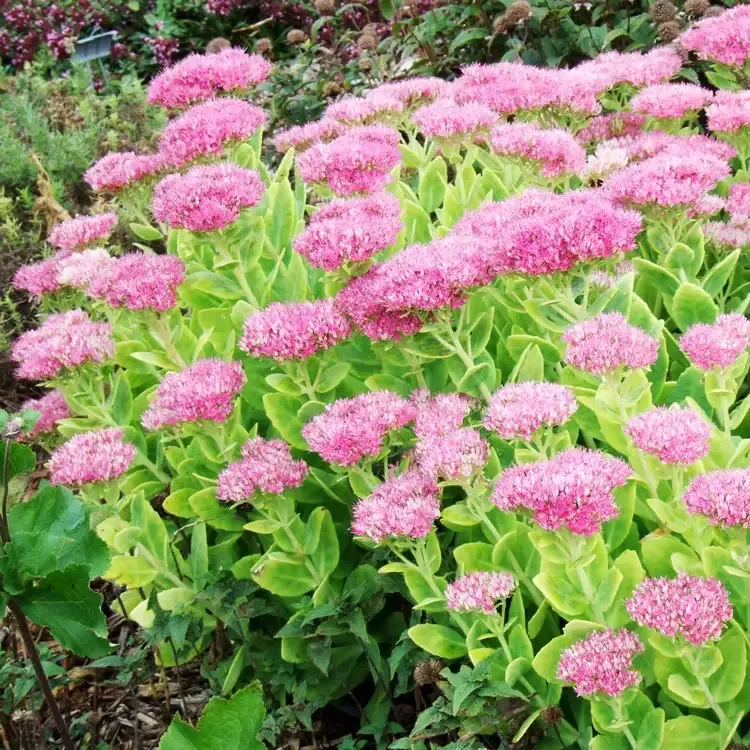 A bush with pink flowers and green leaves A bush with pink flowers and green leaves