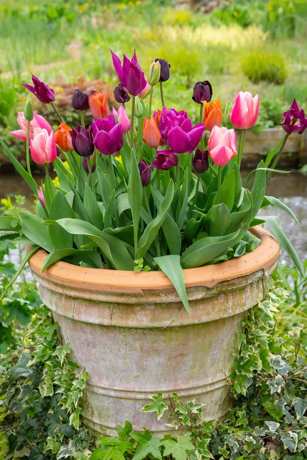 A pot filled with purple and pink tulips in a garden. A pot filled with purple and pink tulips in a garden.