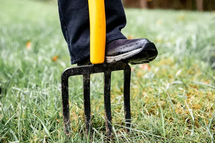 A person is using a fork to remove weeds from a lawn.
