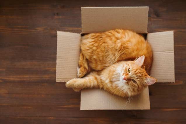 Cat Pets Moving - relocation