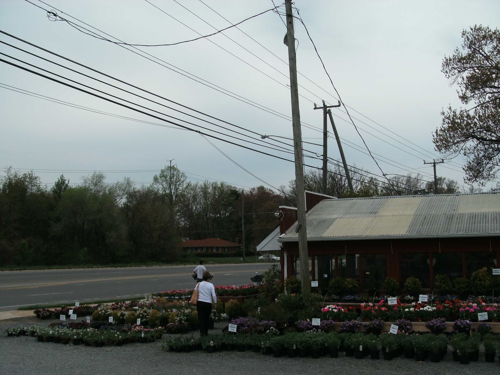 Flower market by a roadside, with potted plants, a person browsing, and utility poles overhead.