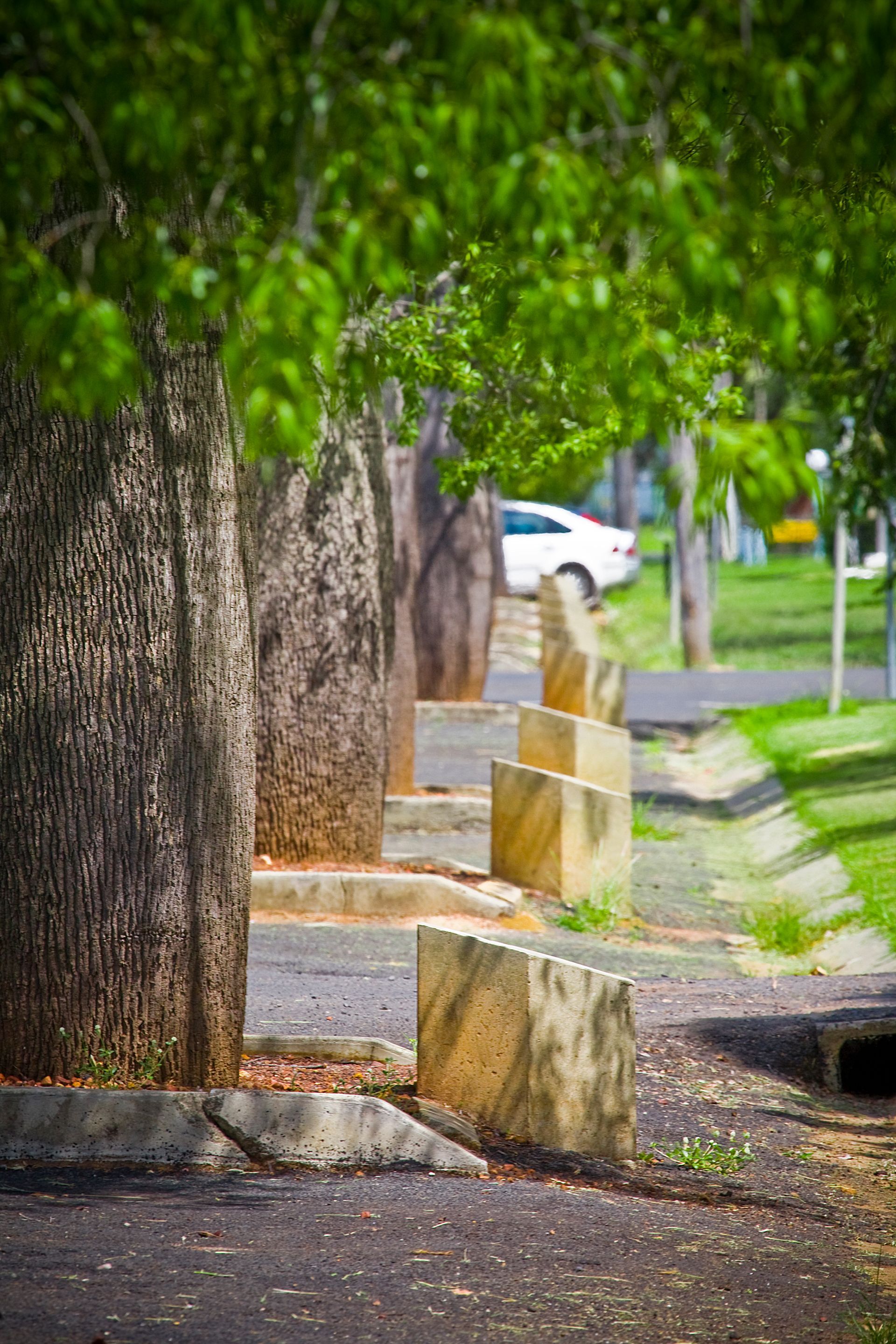 Tree in Roma Queensland