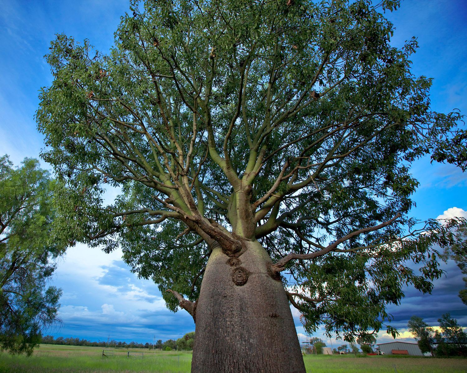 Bottle Tree Starlight Motor Inn Roma