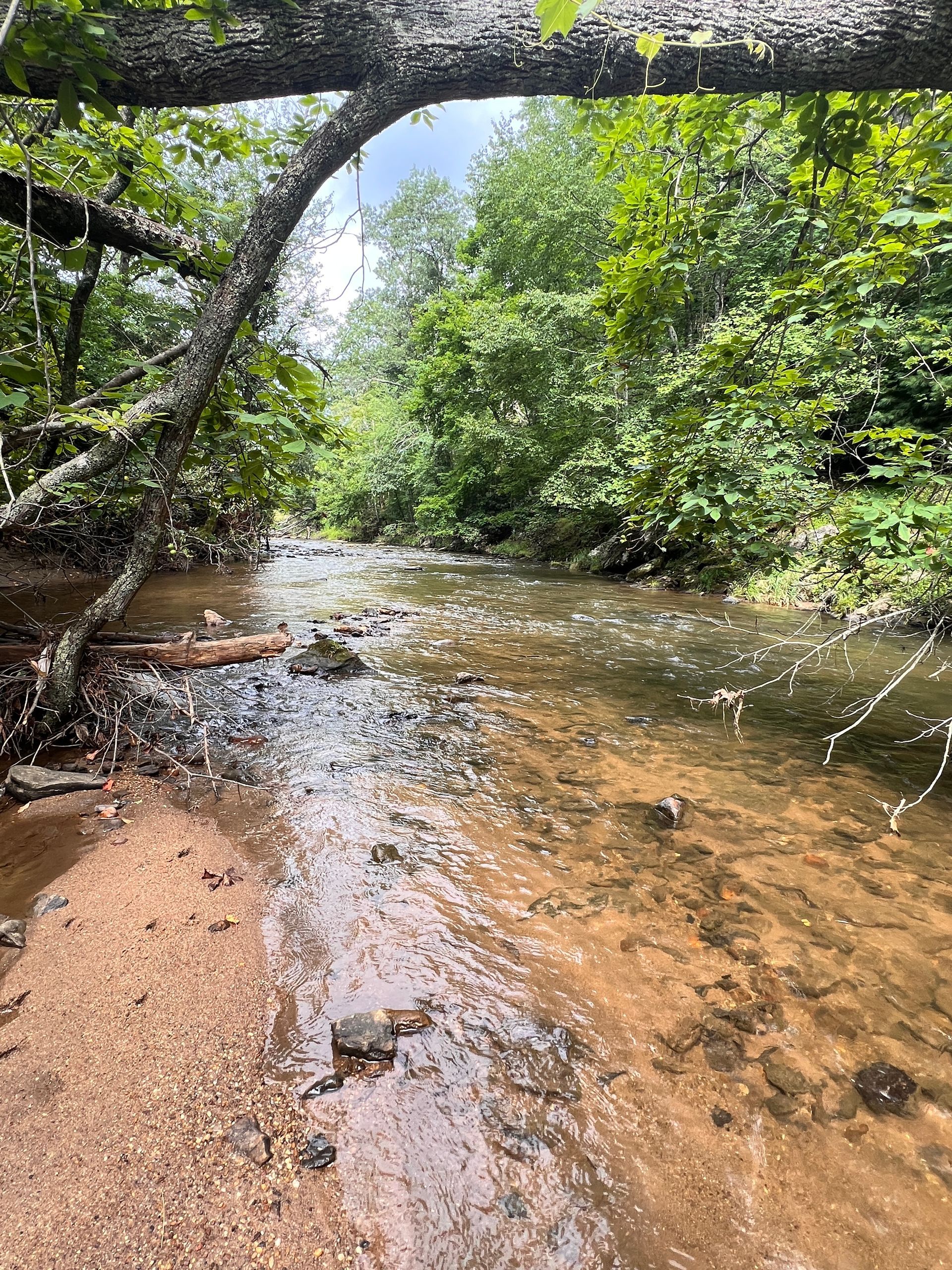 A shallow, clear stream flows through a green forest. Logs and sand line the banks.