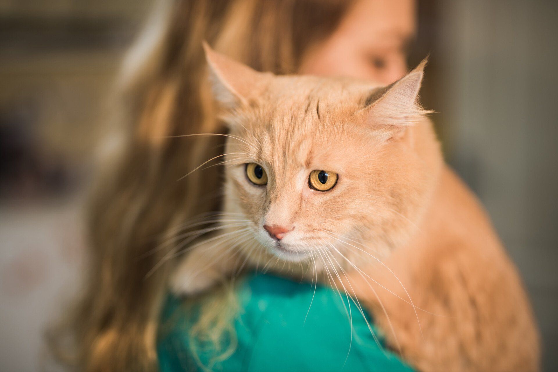 Beautiful Maine Coon cat on the visit to the veterinarian.