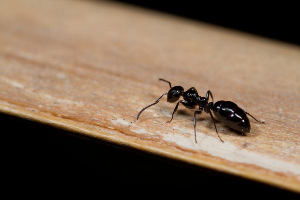 A black ant is crawling on a piece of wood. — Billy Lanes Pest Control Services in Figtree, NSW