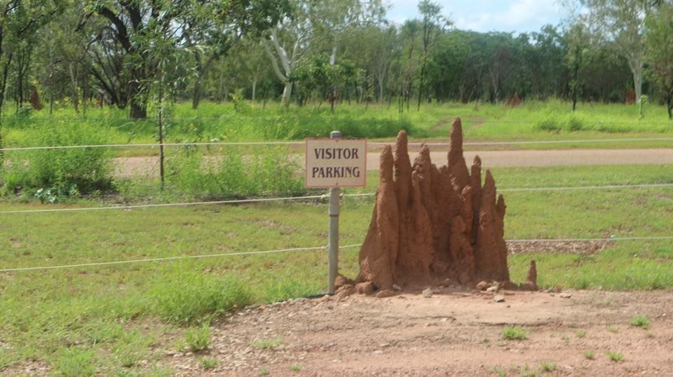 A Large Termite Mound is Sitting Next to a Sign That Says Visitor Parking — Billy Lanes Pest Control Services in Bowral, NSW