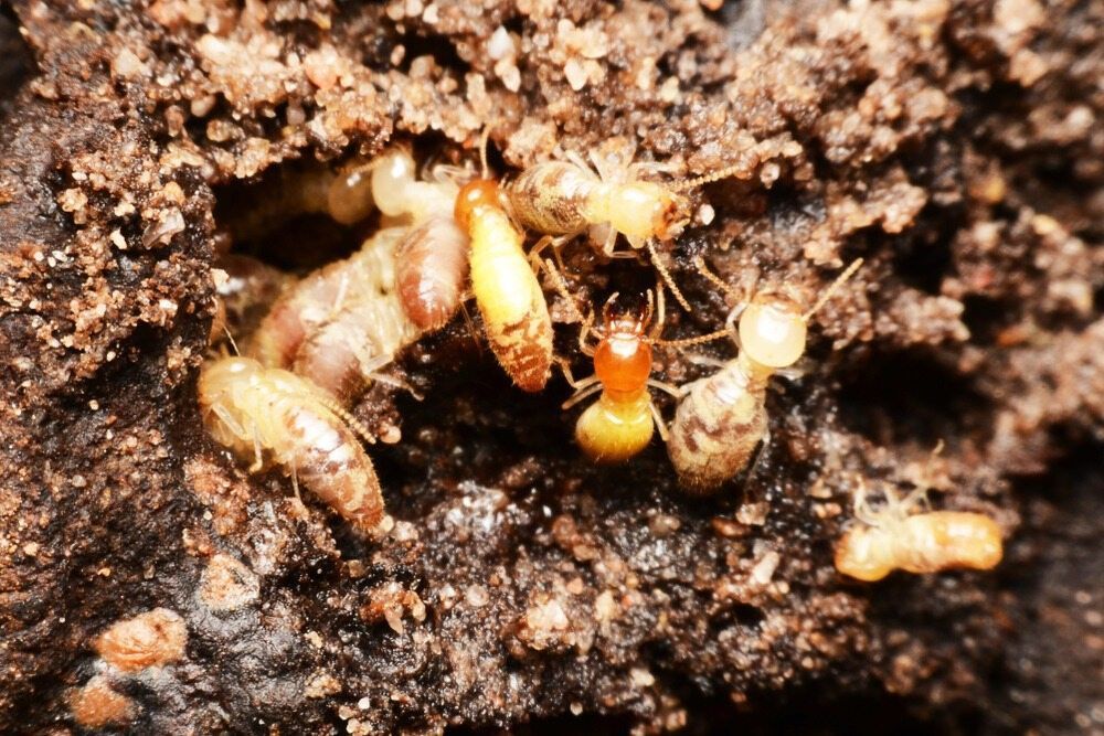 A Group of Termites Are Crawling on a Pile of Dirt — Billy Lanes Pest Control Services in Kiama, NSW