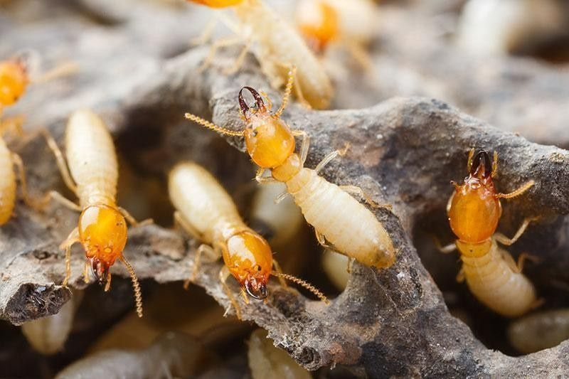 A Group of Termites Are Crawling on a Piece of Wood — Billy Lanes Pest Control Services in Kiama, NSW