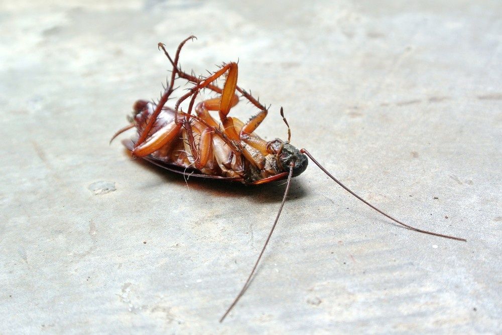 Dead cockroach on its back, brown and tan, antennae visible, on a light grey surface — Billy Lanes Pest Control Services in Kiama, NSW