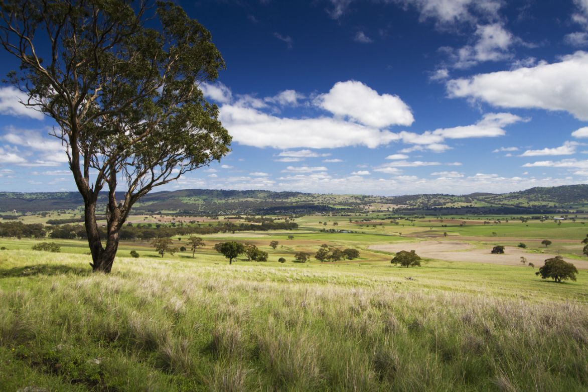 There is a Tree in the Middle of a Grassy Field — OSM Transportables In Coolah, NSW
