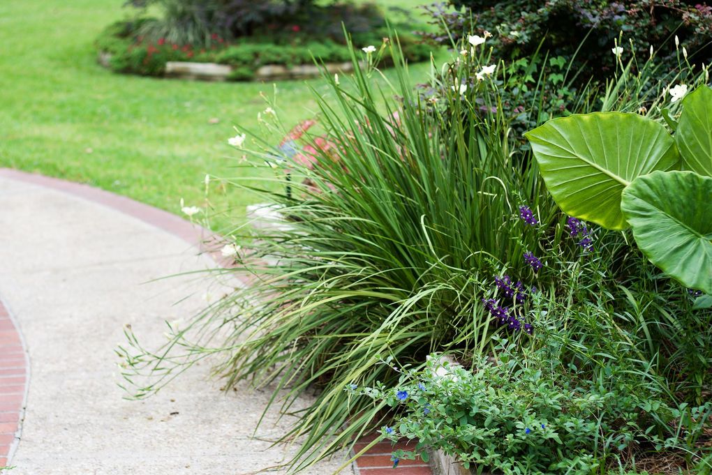 A brick walkway surrounded by plants and flowers in a garden.