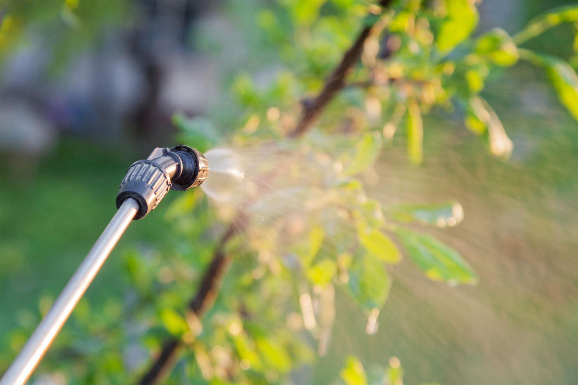 Sprayer nozzle spraying a plant with green leaves in a garden setting.