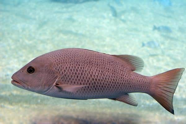 A Pink Fish is Swimming in the Ocean — Zen Luxury Retreats in Darwin City, NT