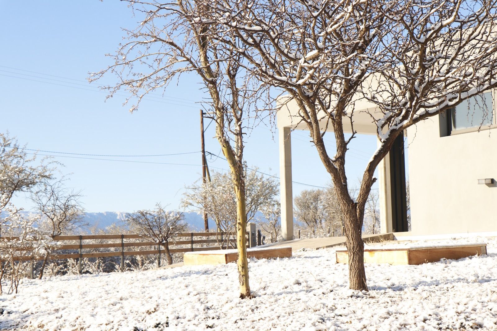 Un patio cubierto de nieve con árboles desnudos junto a un edificio blanco bajo un cielo azul claro.