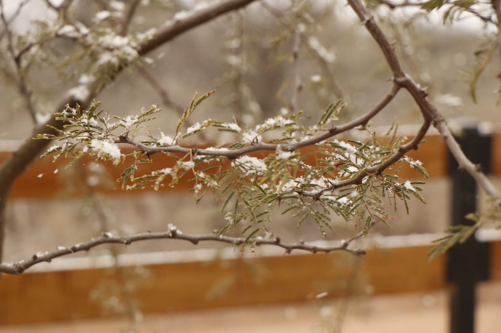 Rama de árbol cubierta de escarcha frente a una valla de madera borrosa y un fondo nevado.