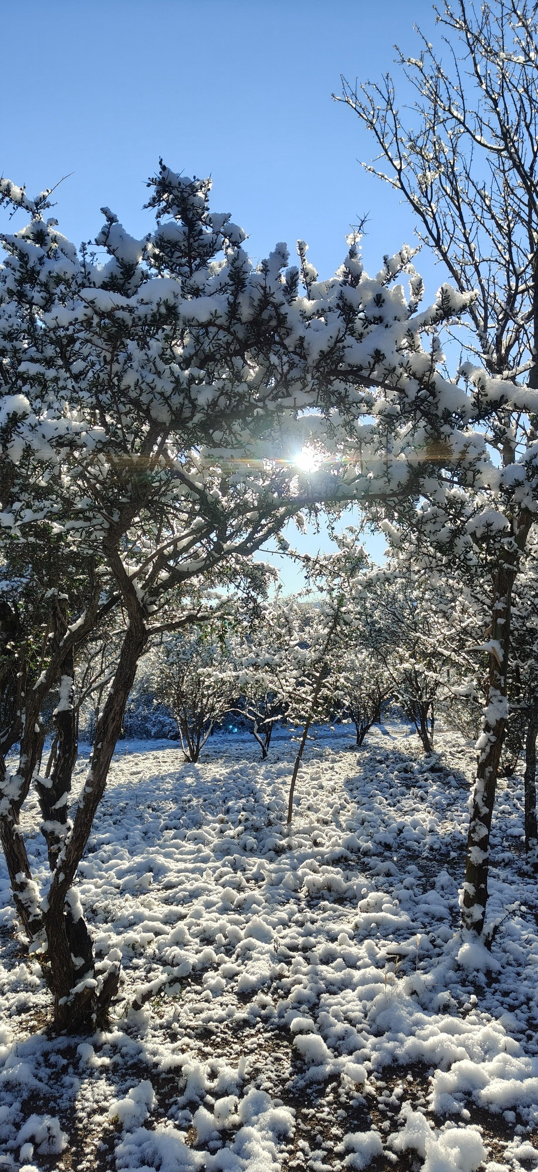 Huerto nevado bañado por el sol, con árboles desnudos y ramas cubiertas de escarcha bajo un cielo azul.