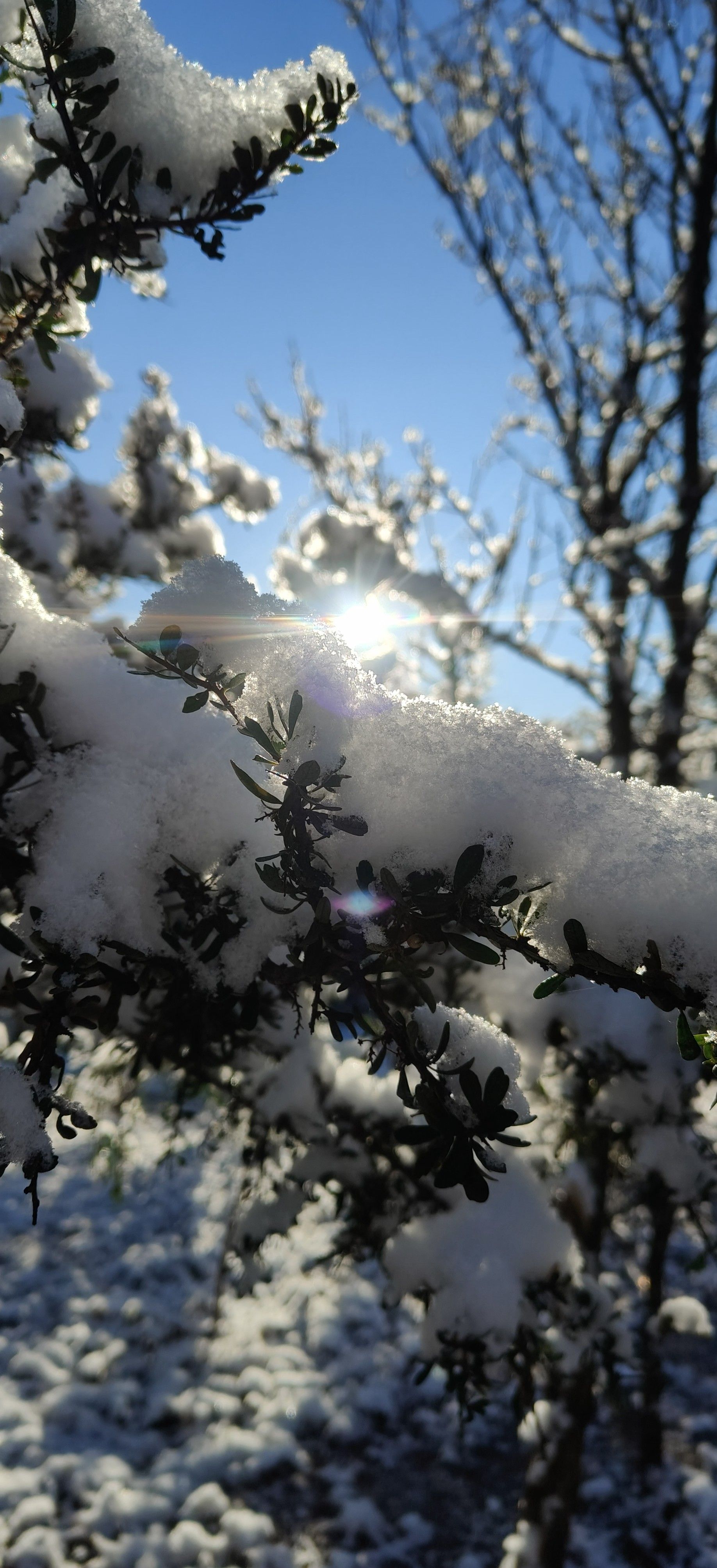 Ramas de árboles de hoja perenne cubiertas de nieve con luz solar brillante y árboles desnudos al fondo.