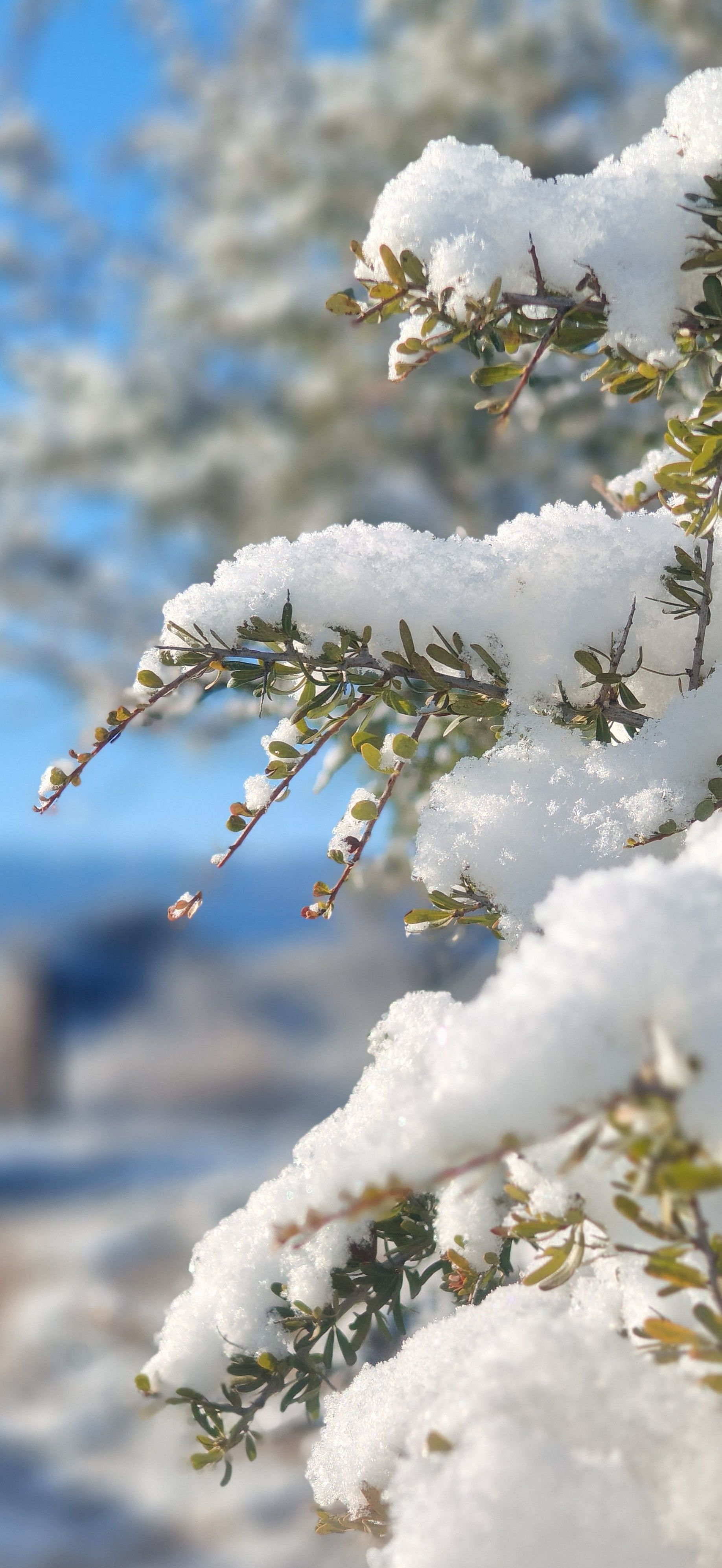 Rama de hoja perenne cubierta de nieve contra un cielo azul