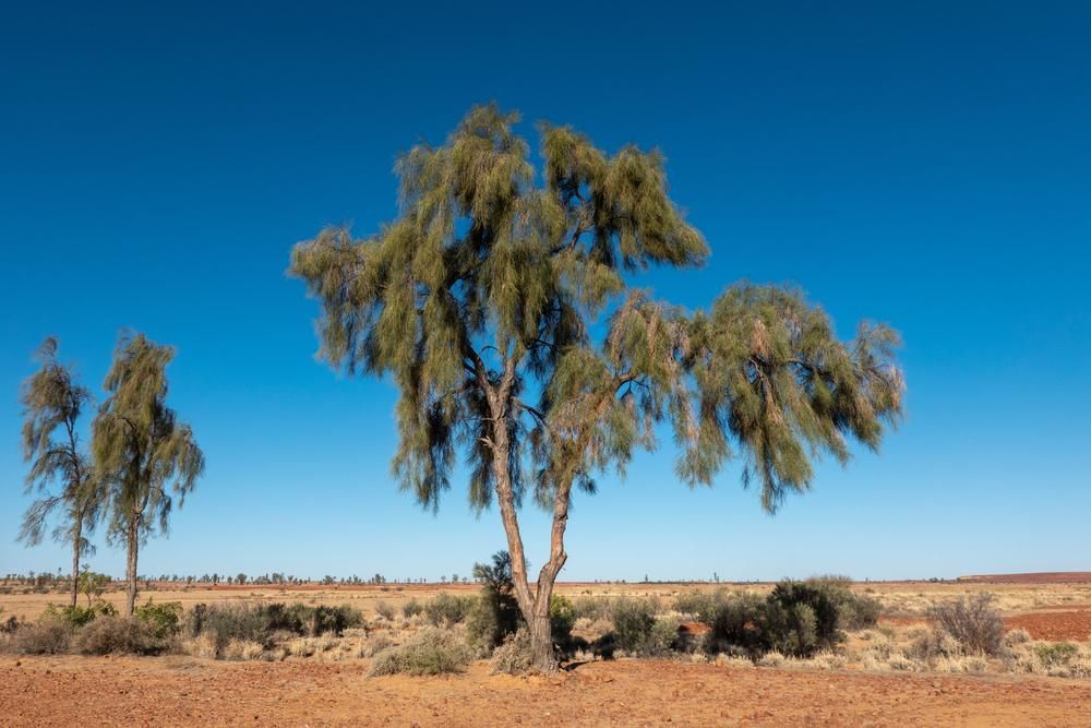A Tree in the Middle of a Desert With a Blue Sky — Serenity Strides in Ipswich, QLD