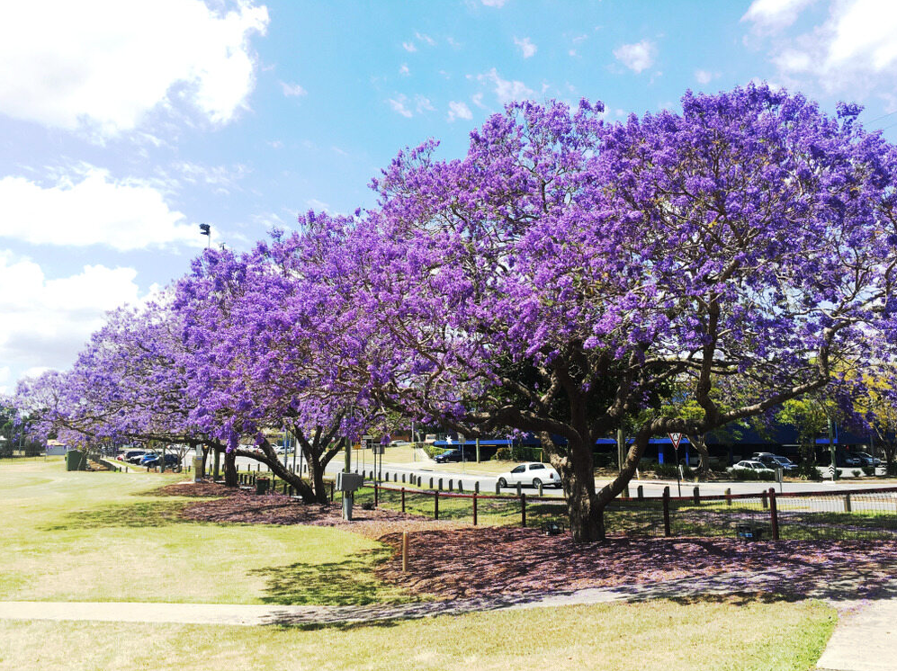 A Large tree with Purple Flowers in a Park — Serenity Strides in Logan, QLD