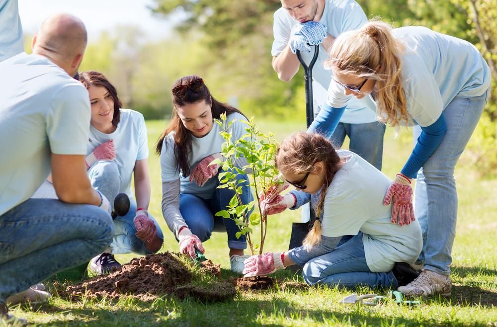 Group of People Are Planting a Tree in a Park — Serenity Strides in Redbank Plains, QLD