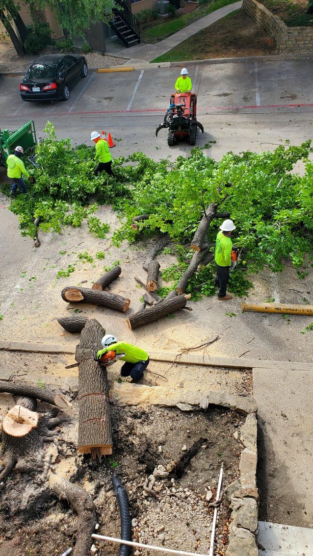 Gallery Treetop Tree Services