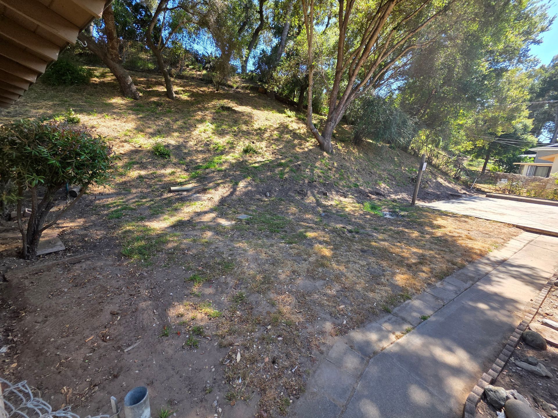 Dry, grassy hillside beside a sidewalk with trees and sunlight casting shadows