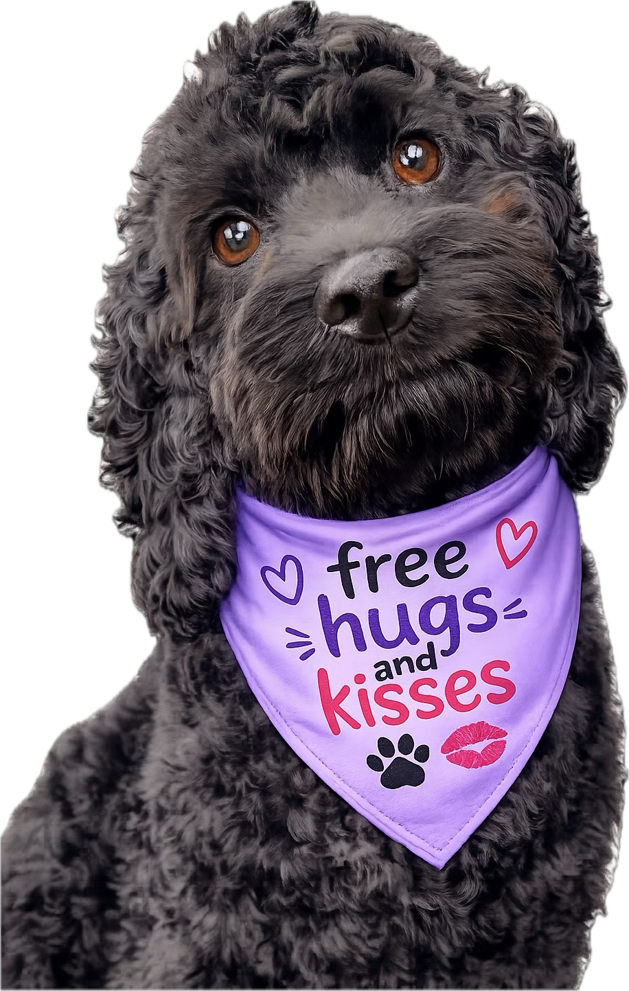 Small black curly-haired dog wearing a purple plaid bow tie, sitting on a light floor against a gray wall.
