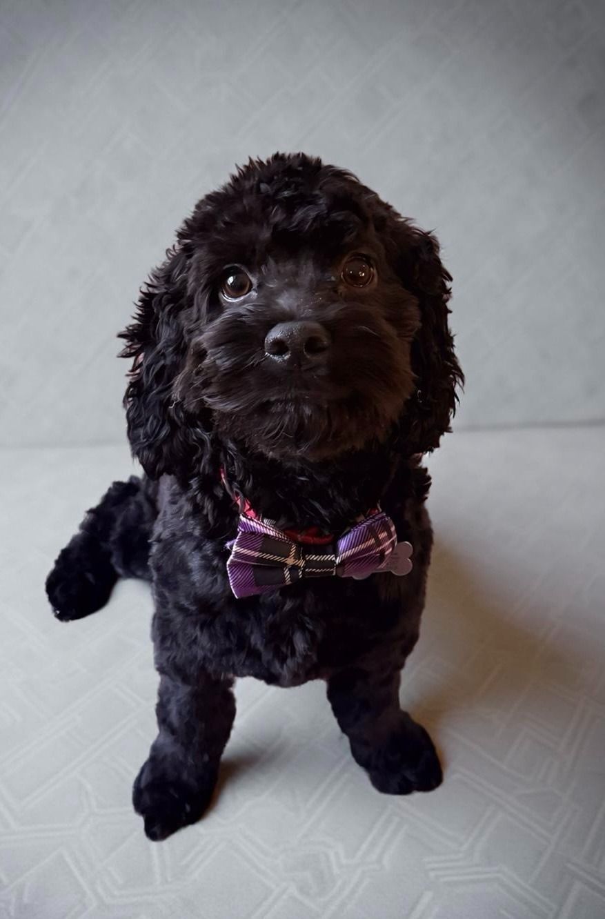 Small black curly-haired dog wearing a purple plaid bow tie, sitting on a light floor against a gray wall.