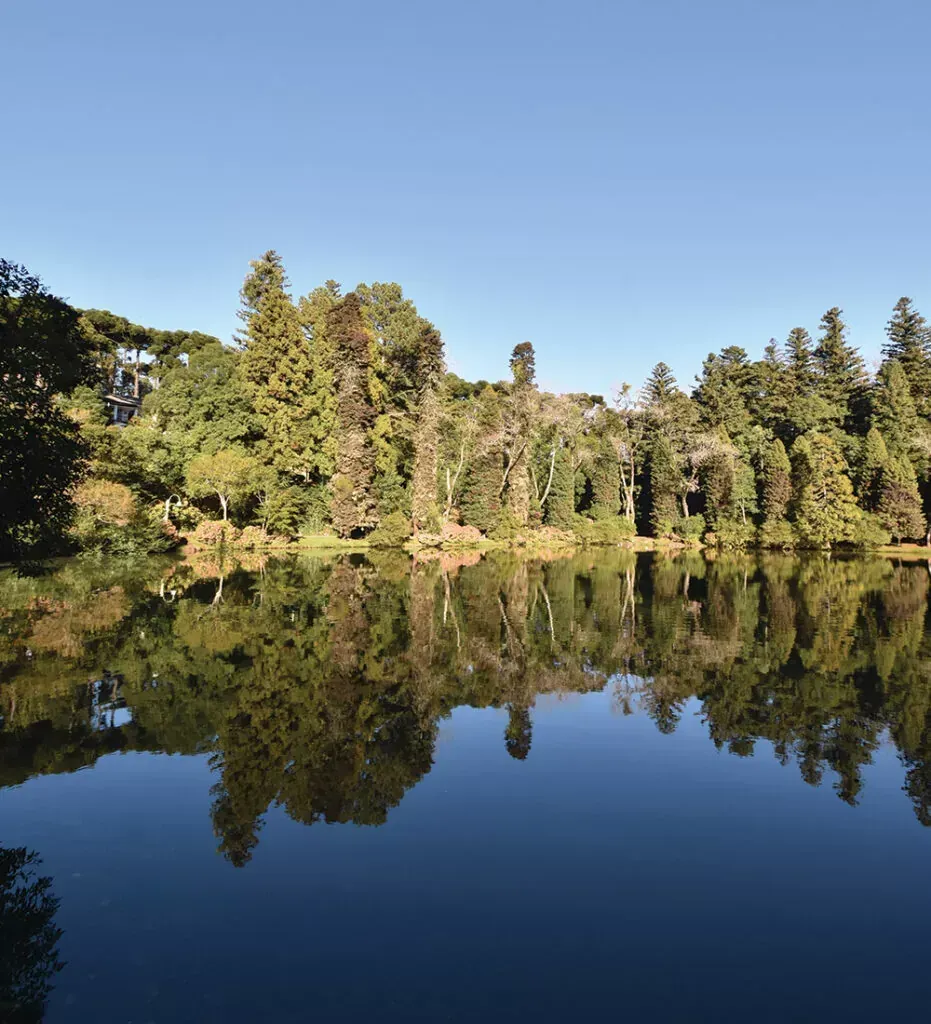 Lago tranquilo refletindo altas árvores perenes sob um céu azul límpido.