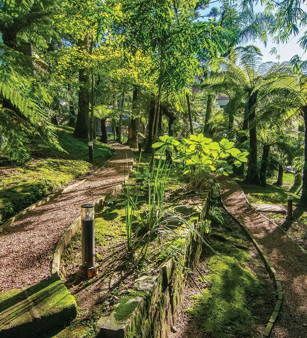 Trilha ensolarada na floresta serpenteando por entre árvores verdejantes e samambaias.