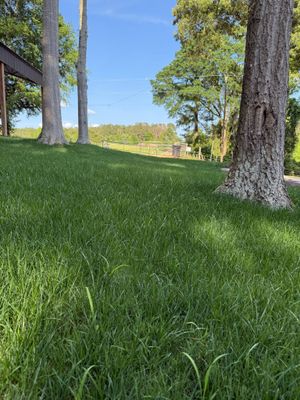A sunny, grassy hillside with mature trees in the foreground and a distant landscape under a clear blue sky.
