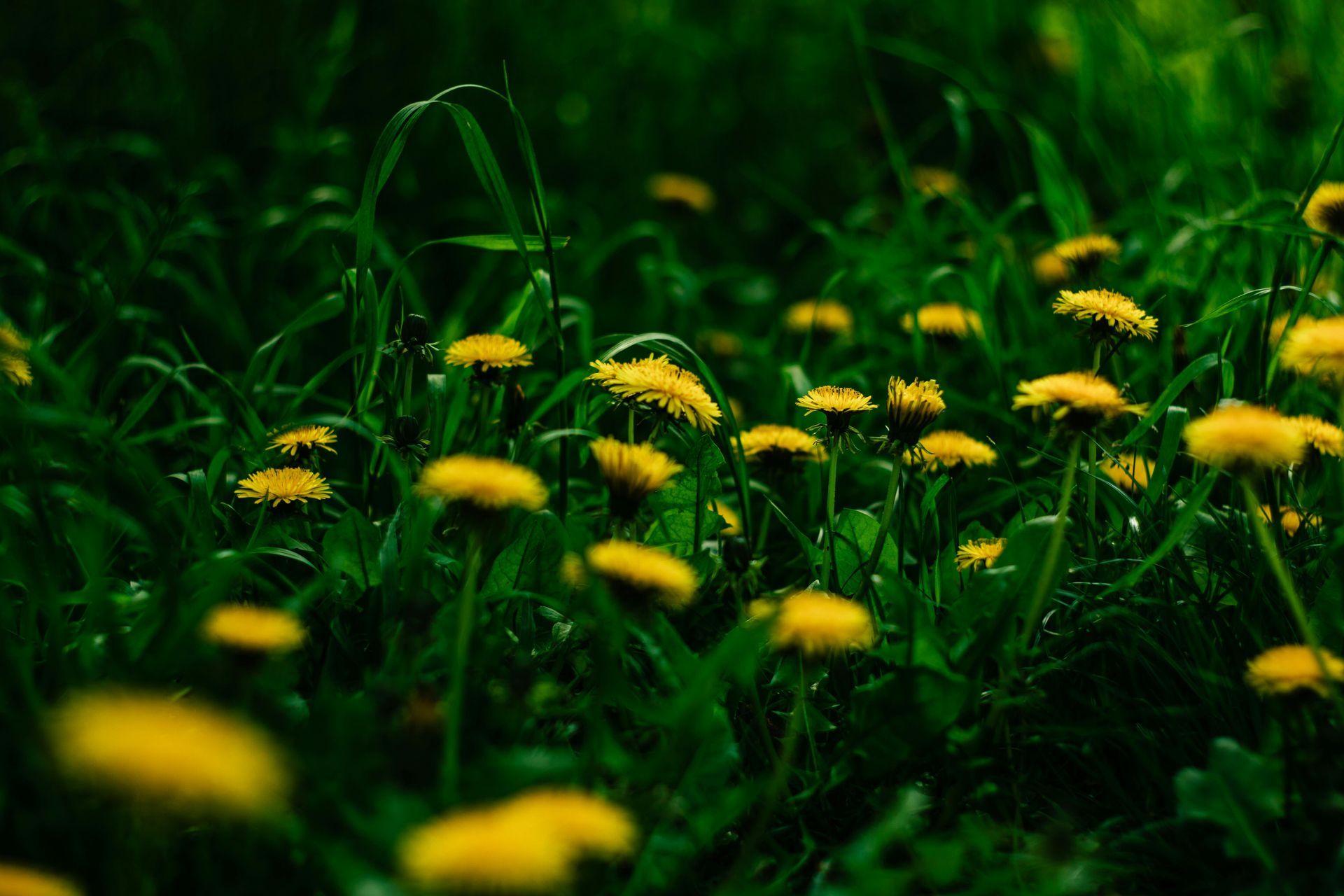 A field of bright yellow dandelions in full bloom nestled among lush green grass.