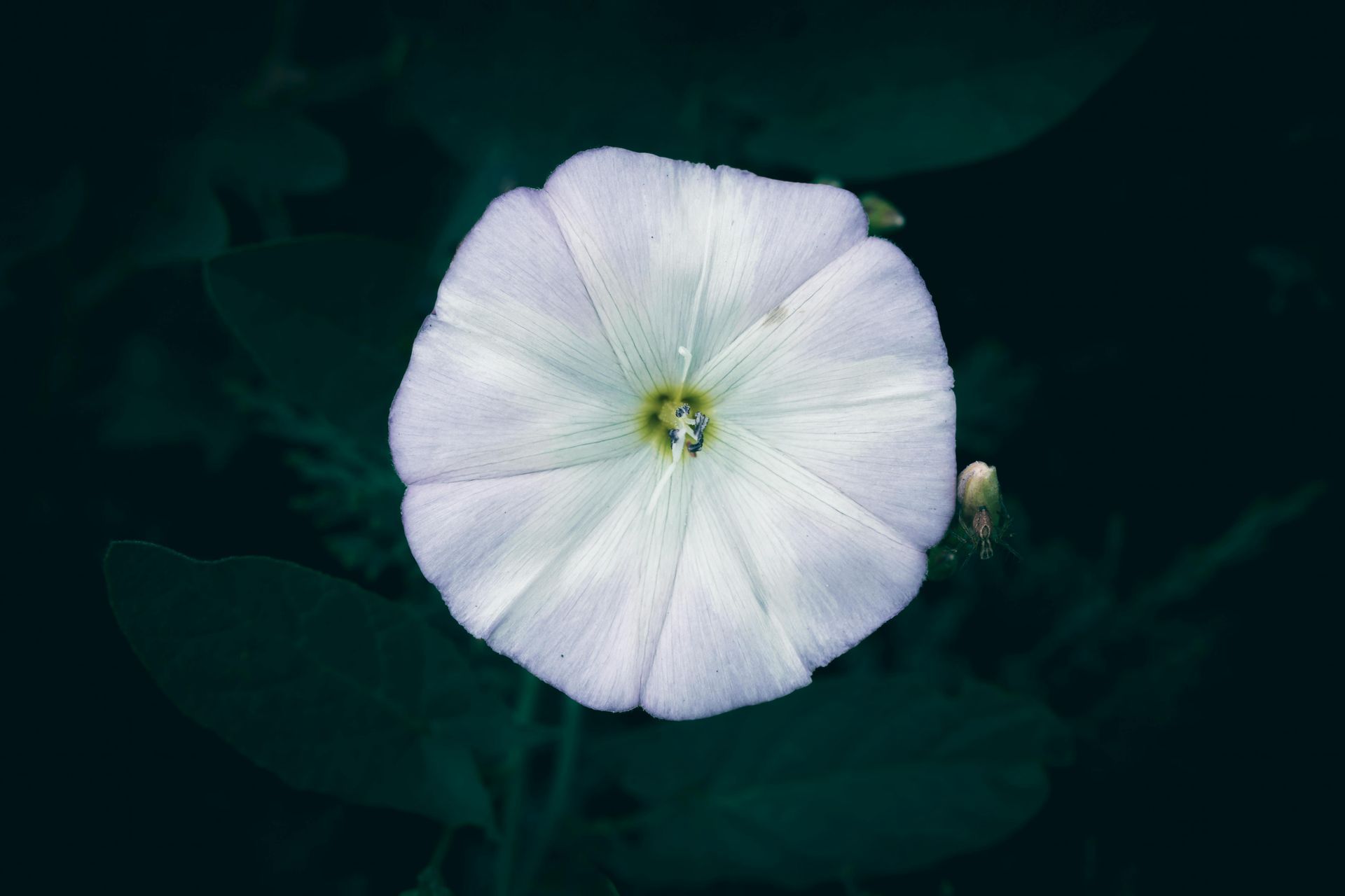 A single, light lavender bindweed flower centered against a dark, blurry green foliage background.