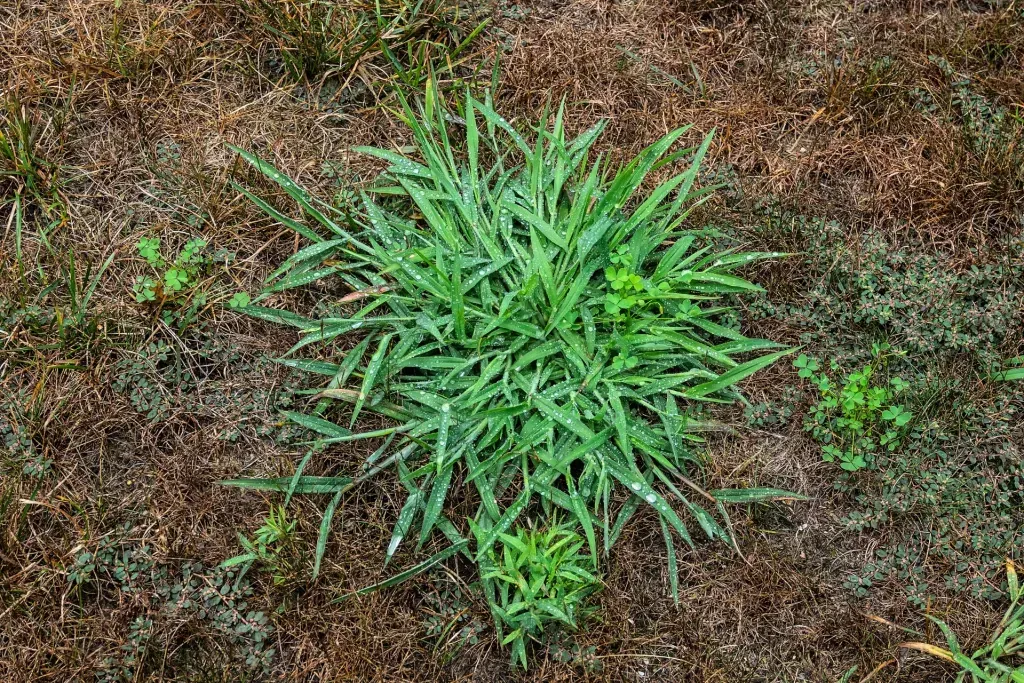 A clump of bright green crabgrass growing in the center of dry, brown grass.