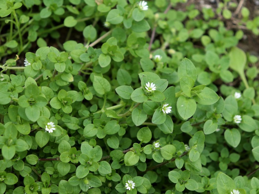A sprawling patch of chickweed with small, oval green leaves and tiny white star-shaped flowers.
