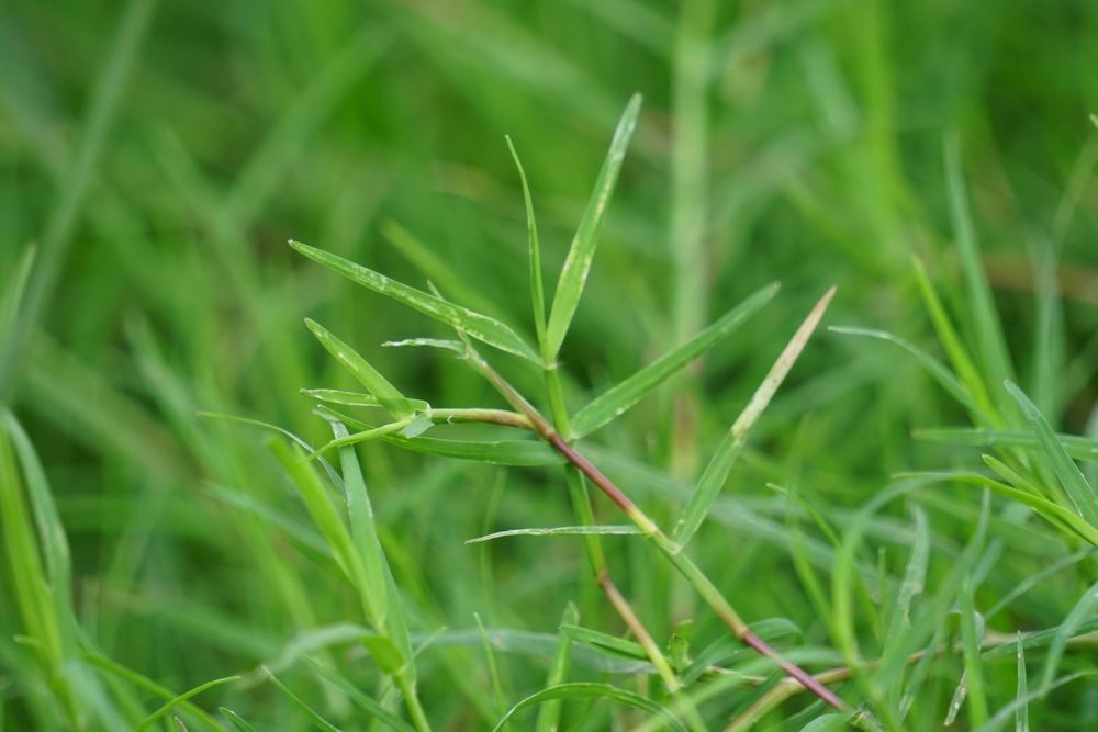 Close-up of bright green Bermuda grass blades and thin, reddish stems growing in a dense lawn.