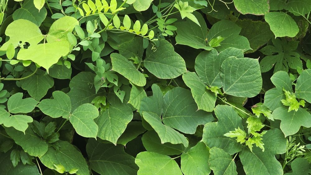 A dense cluster of overlapping green leaves from various climbing plants and vines.