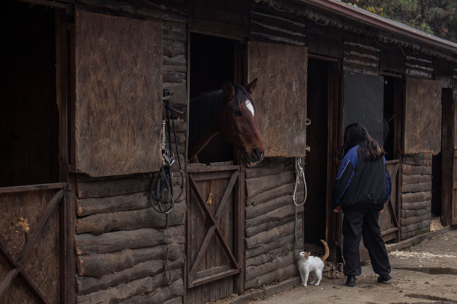 Derryham Stables in Baileborough