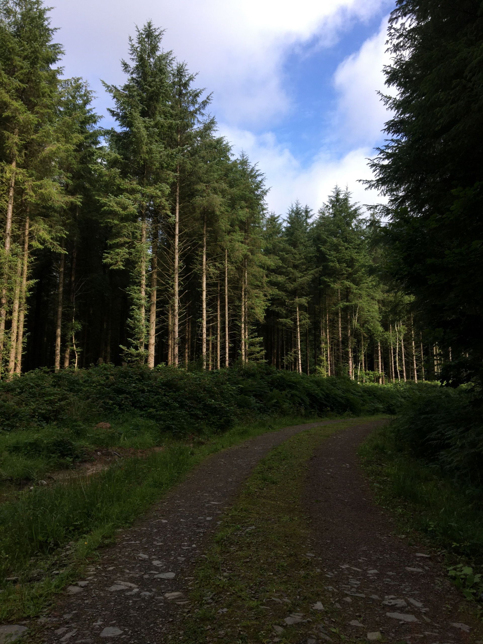 Killykeen Forest Park