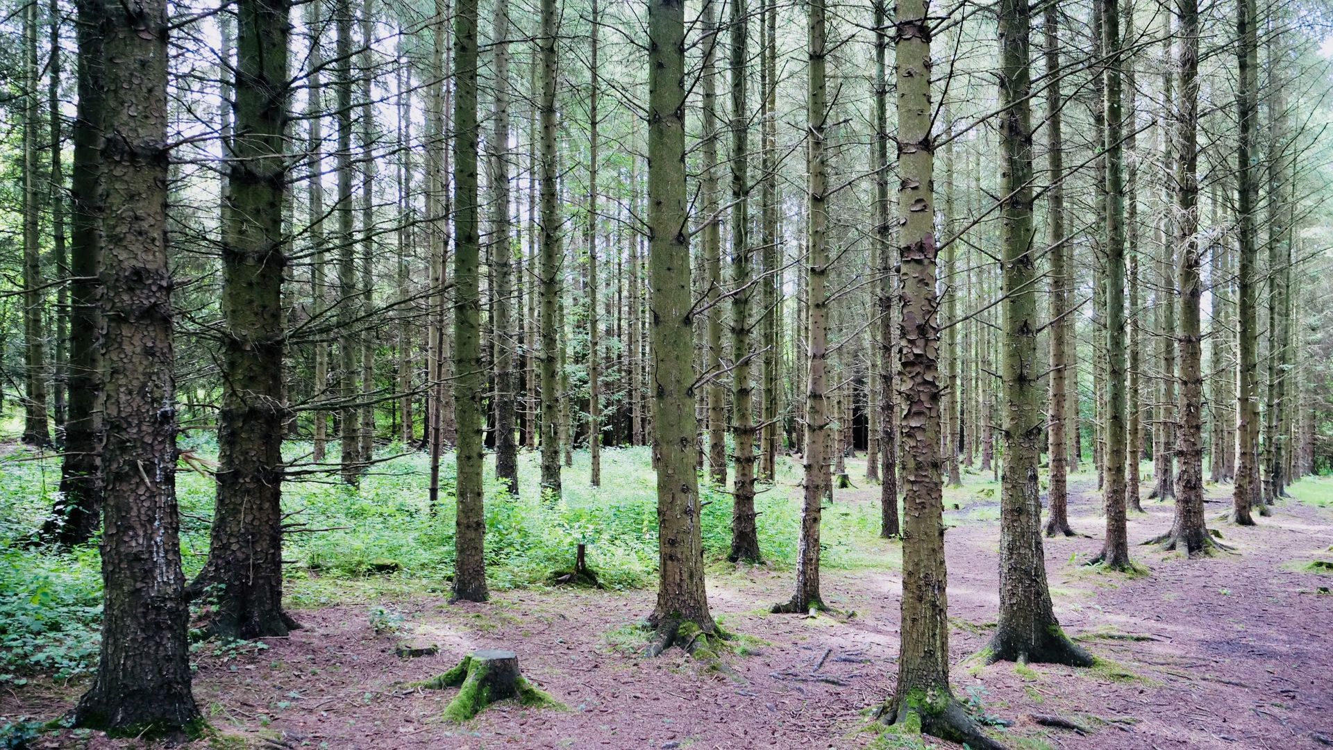 Newcastle Wood, Newcastle, Ballymahon, Co.Longford