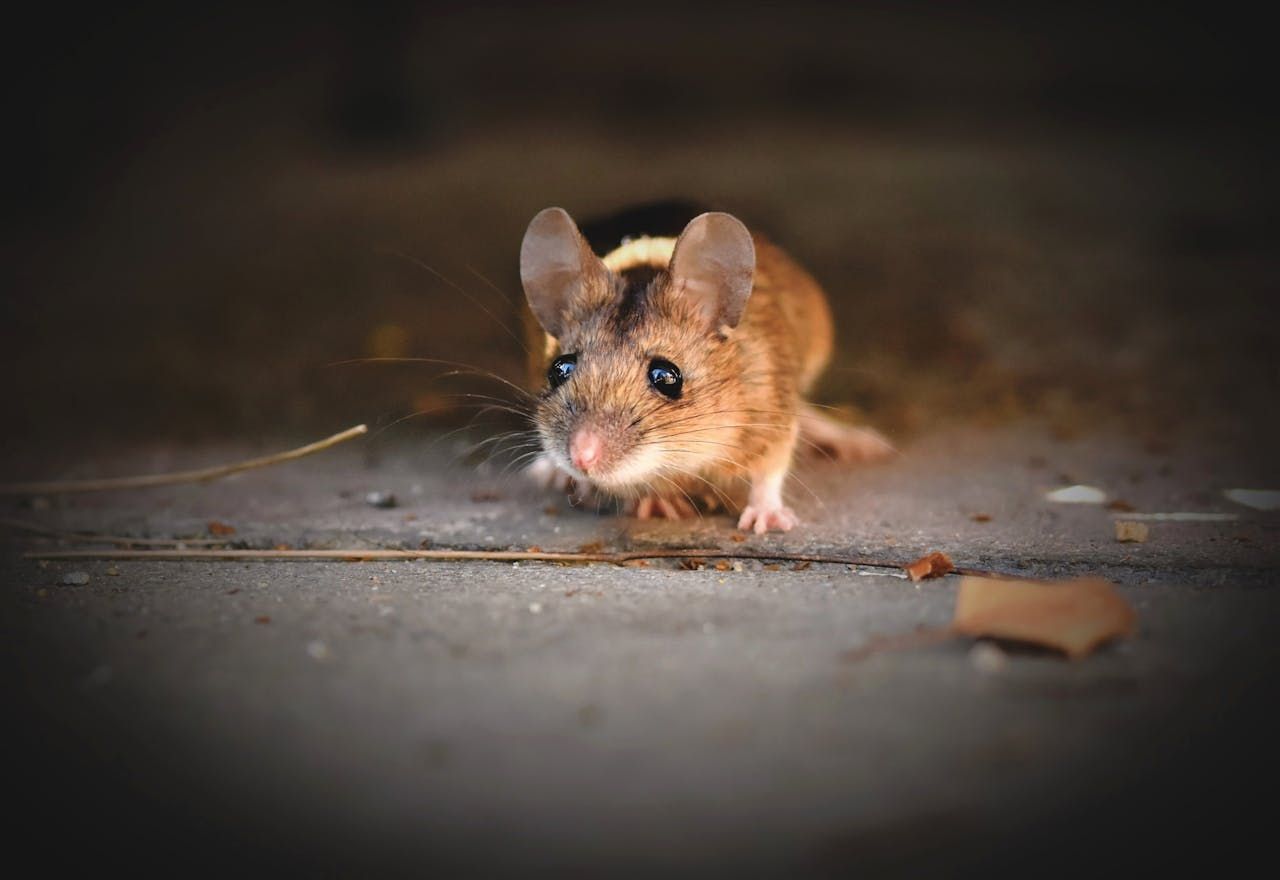 Campus-Realtors-mouse-infestation