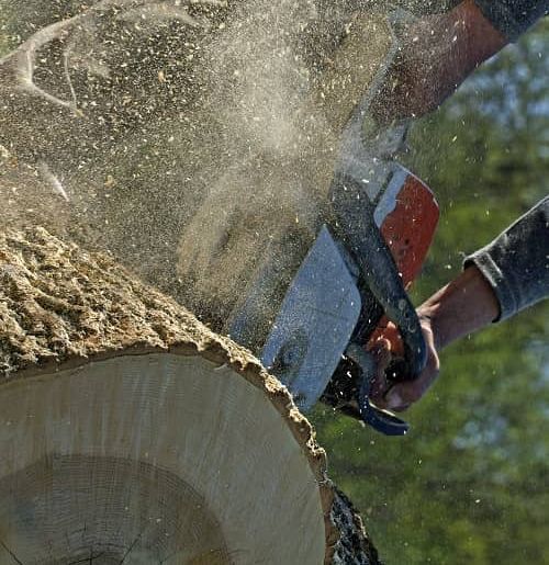 worker cutting into tree worker cutting into tree