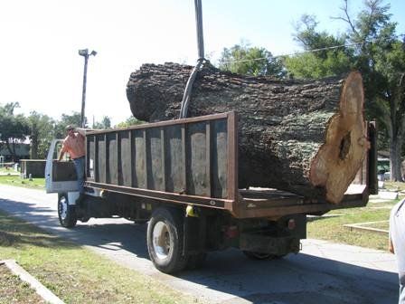 tree stump and wood chip piles tree stump and wood chip piles
