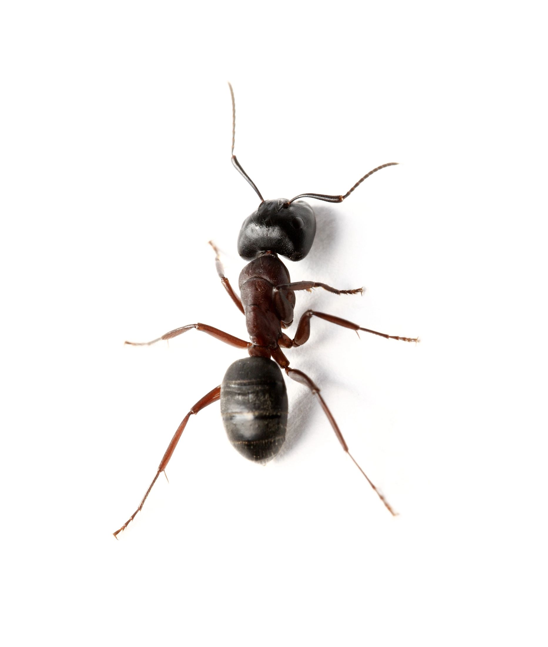 A black ant viewed from above against a plain white background.